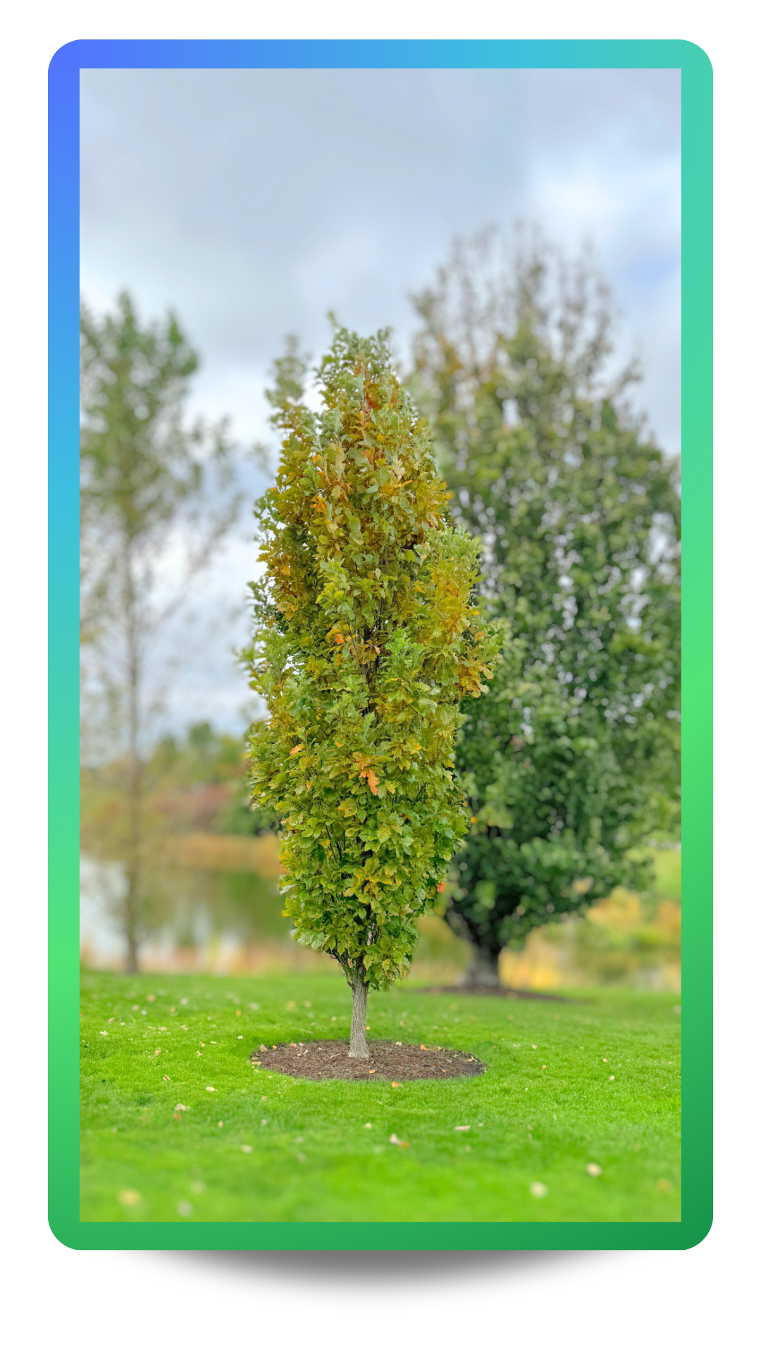 Beacon® Oak growing at the Chicago Botanic Garden